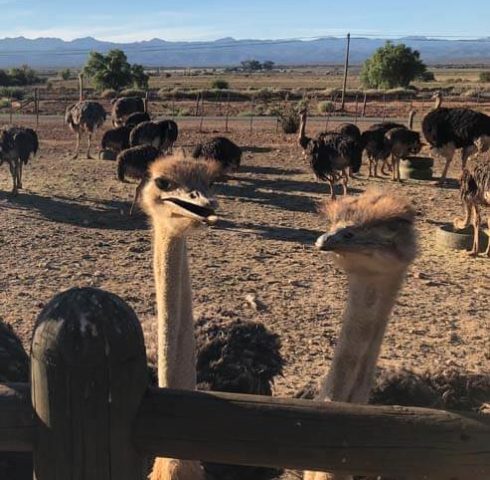 Logeren op de struisvogelboerderij