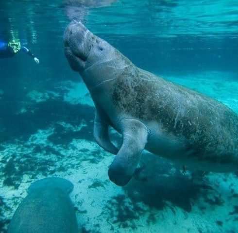 Zwem tussen de zeekoeien