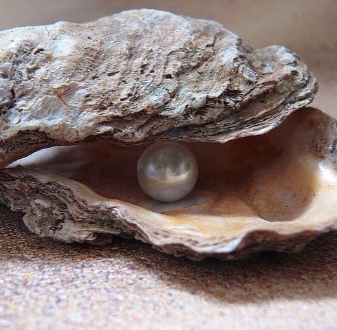 Proef lekkere oesters in Knysna