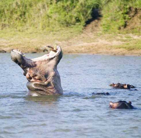 Varen tussen de nijlpaarden en krokodillen