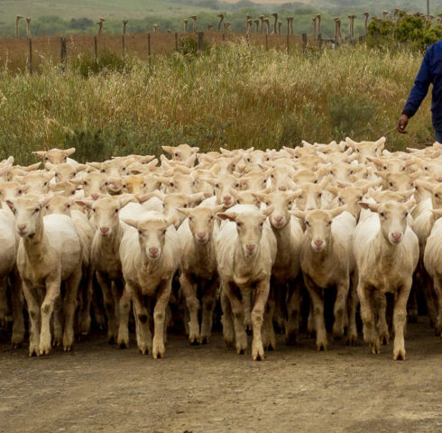 Tussenstop in een schapen- en struisvogelboerderij