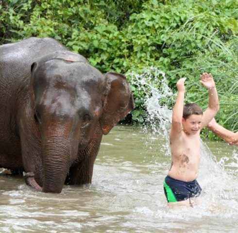 Olifanten wassen in Chiang Mai