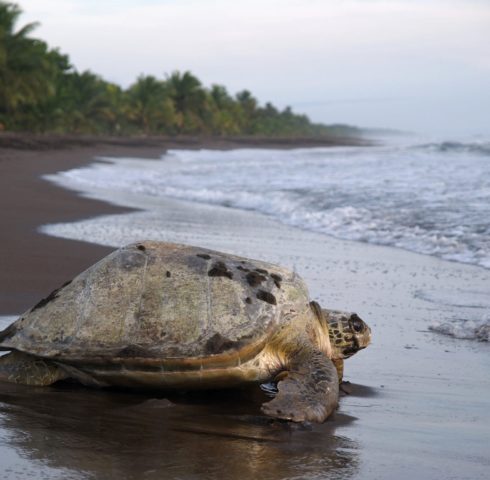 Reuzenschildpadden in Tortuguero