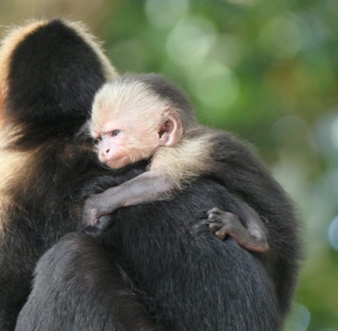 Manuel Antonio National Park: witte kapucijnapen