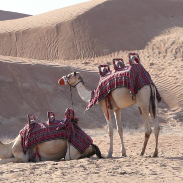 Kamelen in de woestijn Dubai