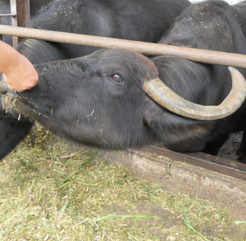 Buffel van buffelboerderij voederen