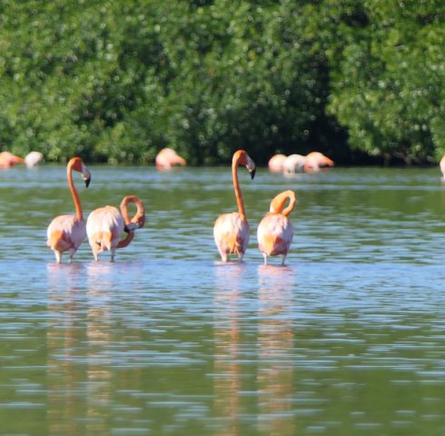 Flamingo kolonie Cuba