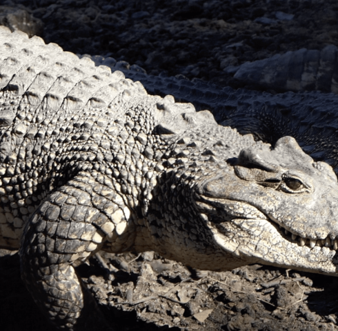 Krokodil Playa Larga - crocodile Playa Larga