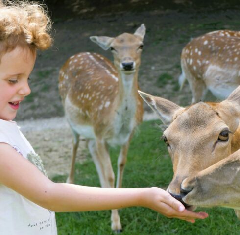 Heerlijk op de hertenboerderij