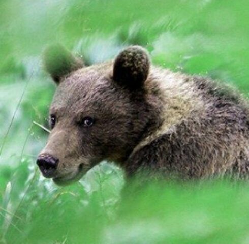 In het bos met bruine beren