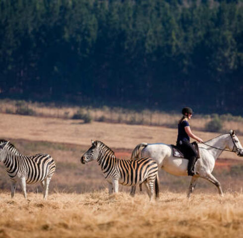 Paardrijden in een wildreservaat in Swaziland met kinderen