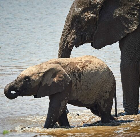 Ontmoet de big 5 in Pilanesberg