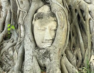 Boeddha in boom in Ayutthaya