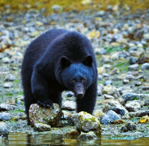 Een bereleuke speurtocht in Tofino