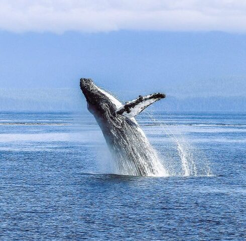 Op walvissafari in Tofino