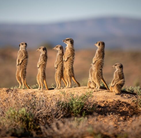 Zonsopgang bij de meerkatten