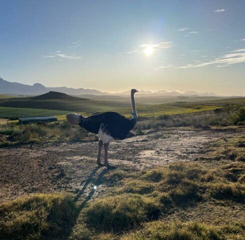 Struisvogel in Oudtshoorn