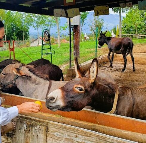 Dutten op de donkey farm