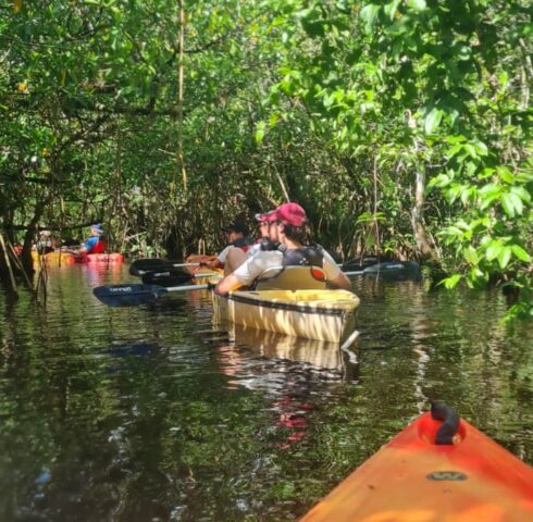 Kajakken tussen de alligators in de Everglades