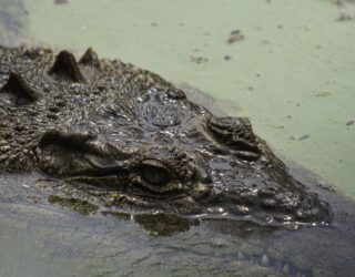 Alligator Everglades in Florida