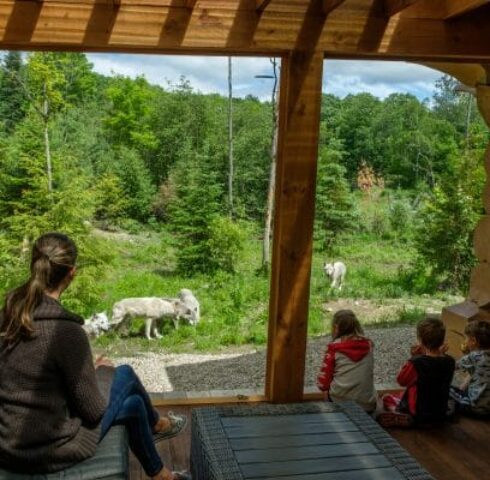 Bewonder de wolven in Canada met de kinderen