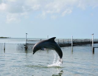 Springende dolfijn in Florida