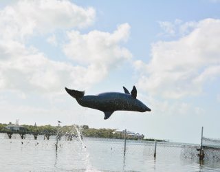Springende dolfijn Florida