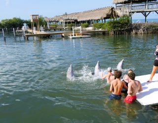 Tieners bij ponton en zwemmende dolfijnen