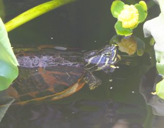 Schildpad in Everglades National Park