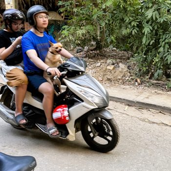 Hond op brommer op het Vietnamese platteland