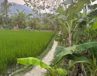 Fietsen tussen rijstvelden en bananenbomen Mau Chau