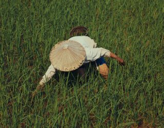 Boer aan het werk op rijstvelden in Vietnam