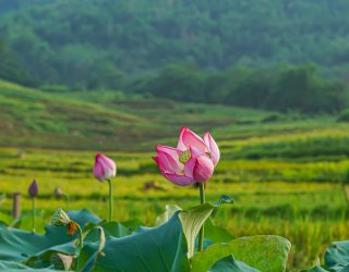 Lelies bij rijstvelden Pu Long Vietnam