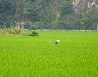 Landbouwer in rijstveld in Ninh Binh