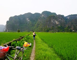 Vrouw bij rijstvlakte en karstgebergte in Ninh Binh