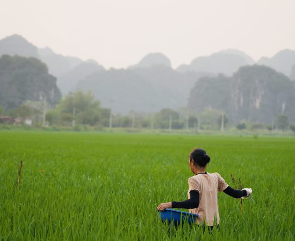 Vrouw in rijstveld in Ninh Binh