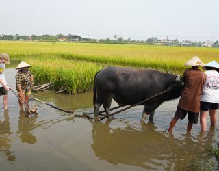 Kinderen met waterbuffel in Hoi An