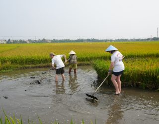 Pubers planten rijst in Hoi An