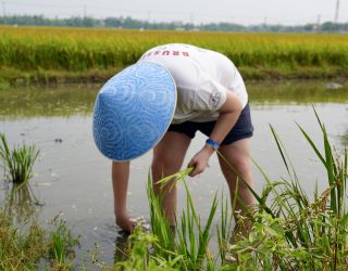 Word rijstboer en visser op 1 dag