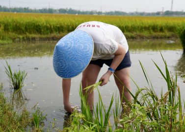 Word rijstboer en visser op 1 dag