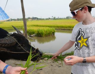 Kinderen voederen waterbuffel in Hoi An