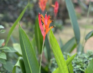 Exotische bloem in Hué