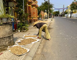 Vrouw droogt rijst bij Hoi An Vietnam