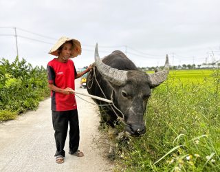 Man met buffel bij Hoi An Vietnam