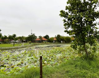 Omgeving bij Hoi An Vietnam