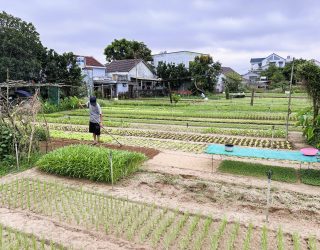 Boer op rijstvelden bij Hoi An