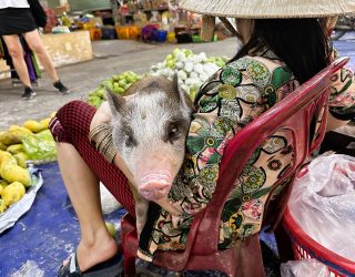 Varken op de markt in Mekong Delta