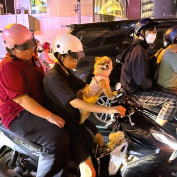 Hond op scooter in Saigon