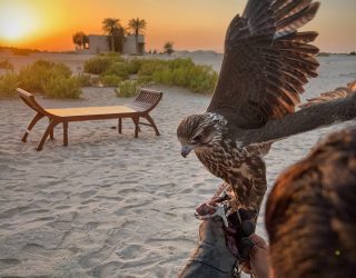 Valk bij zonsondergang in hotel woestijn Abu Dhabi