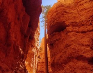 Boom groeit door Bryce Canyon West-USA